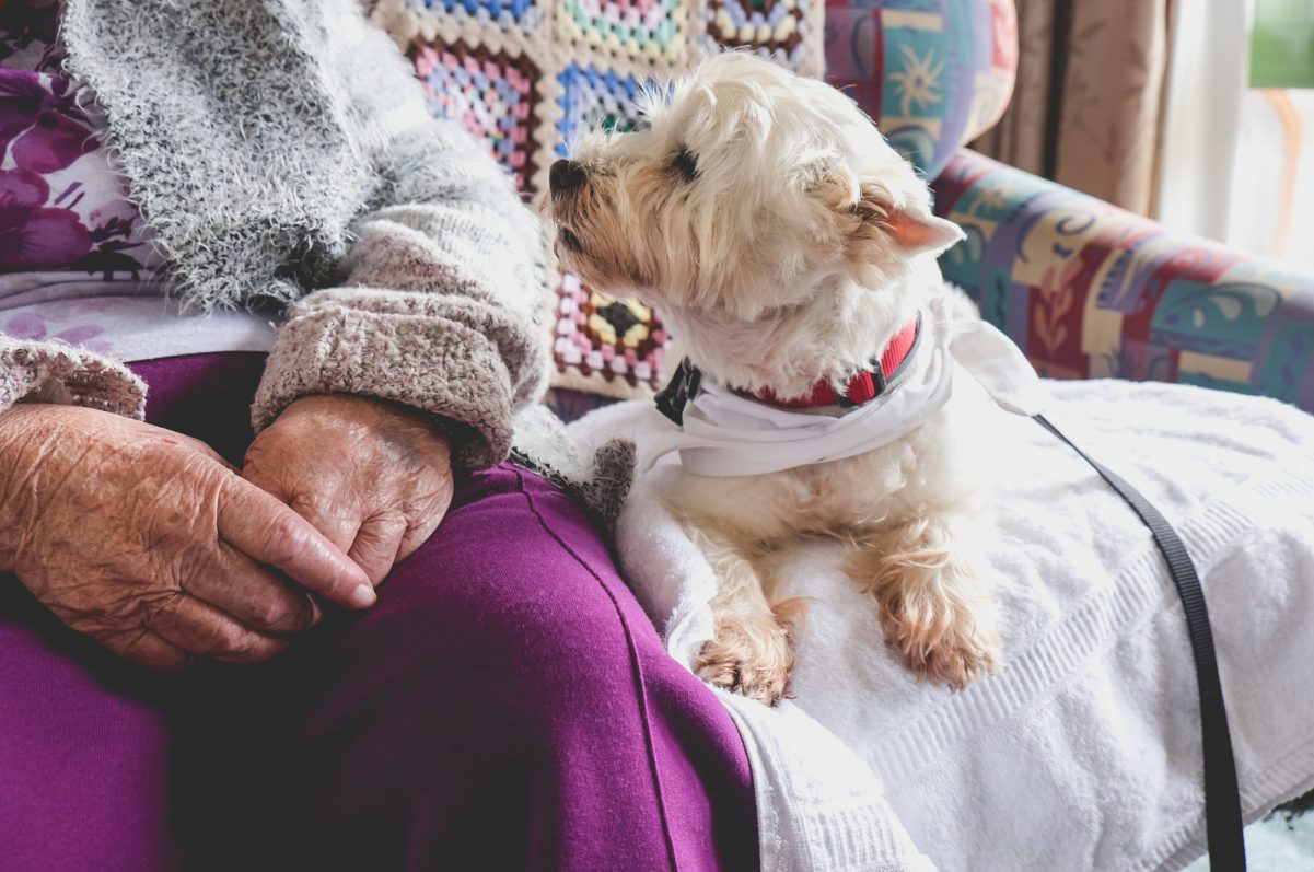 Pets in Nursing Homes: Are They Safe?